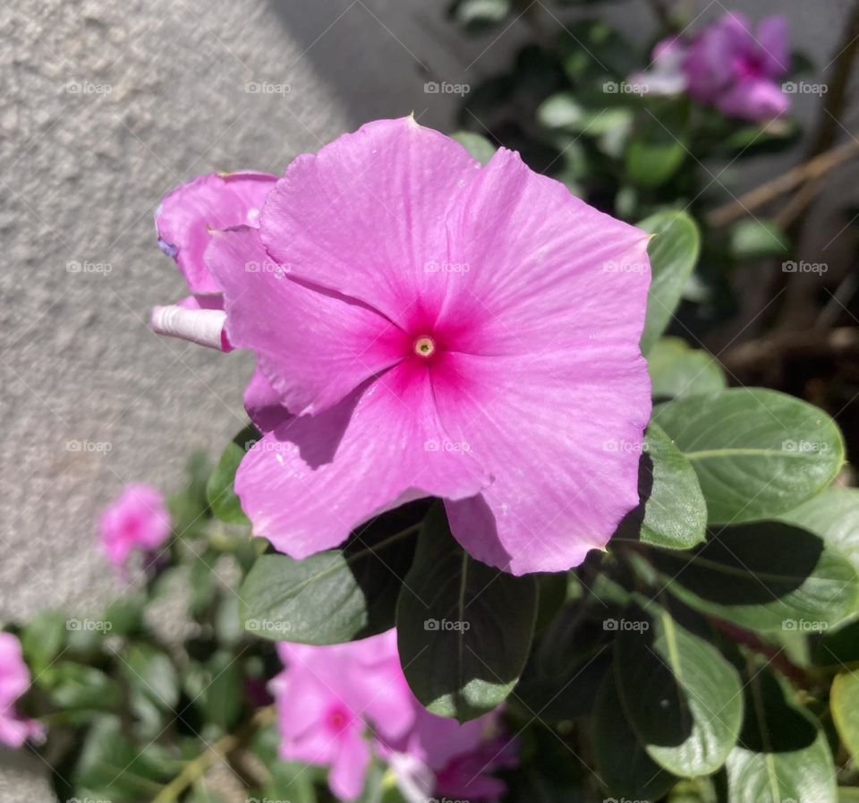 🌹 🇺🇸 Very beautiful flowers to brighten our day.  Live nature and its beauty. Did you like the delicate petals? / 🇧🇷 Flores muito bonitas para alegrar nosso dia. Viva a natureza e sua beleza. Gostaram das pétalas delicadas? 