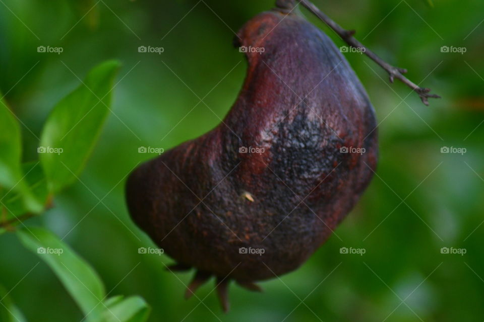 fruit