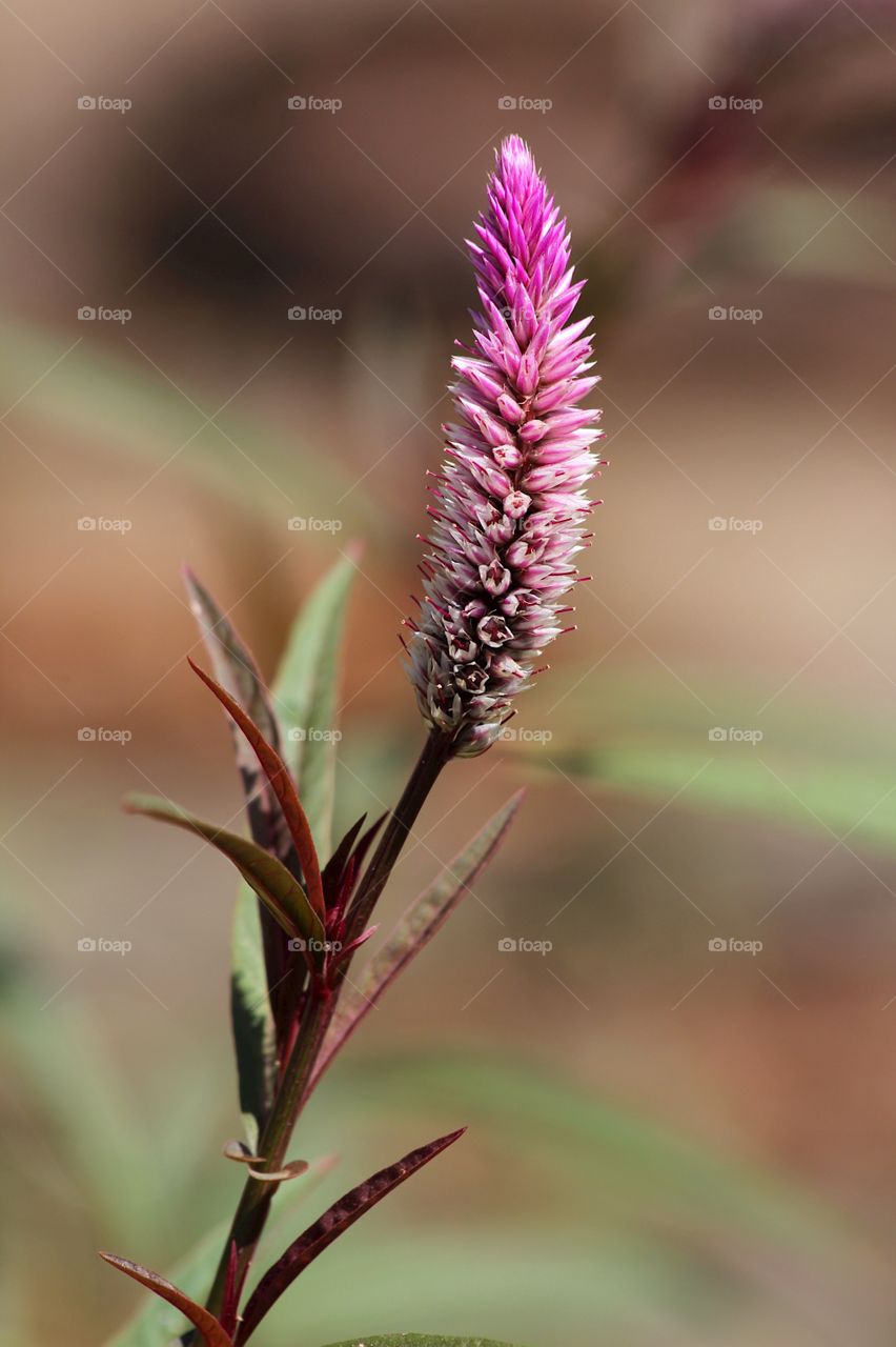 Purple plant
