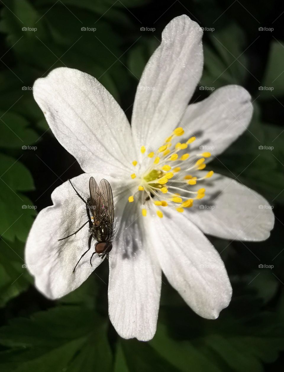 Makro Fotografie. Blume mit einer Fliege
