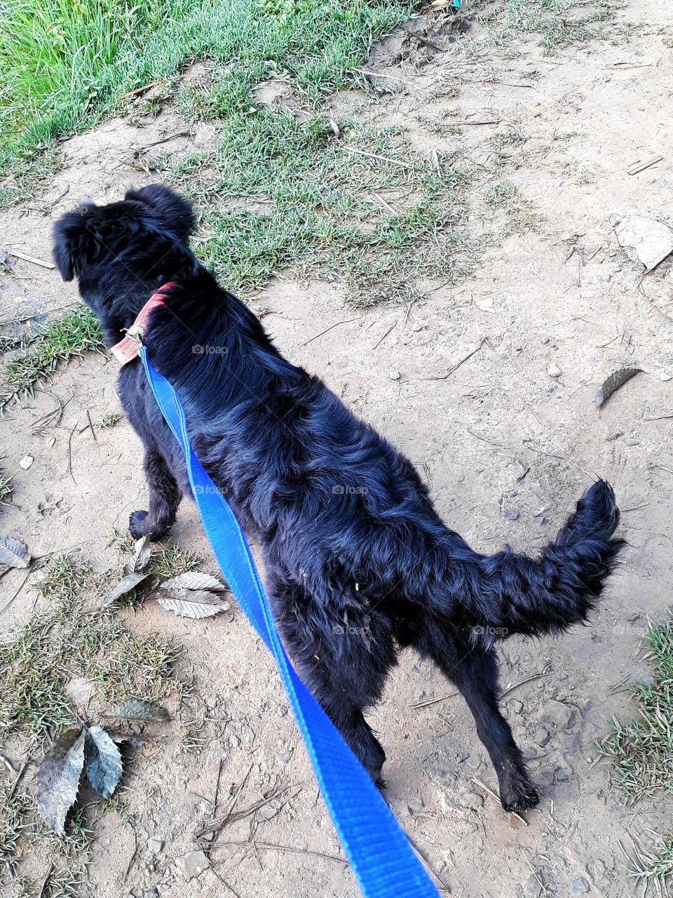 Spring time and morning walk with your pal