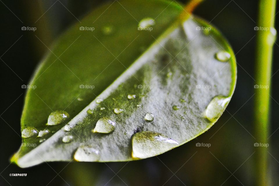 Rain, Drop, Dew, Leaf, H2 O