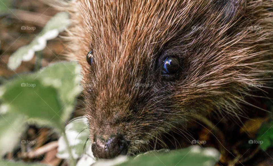 A hedgehog closeup 