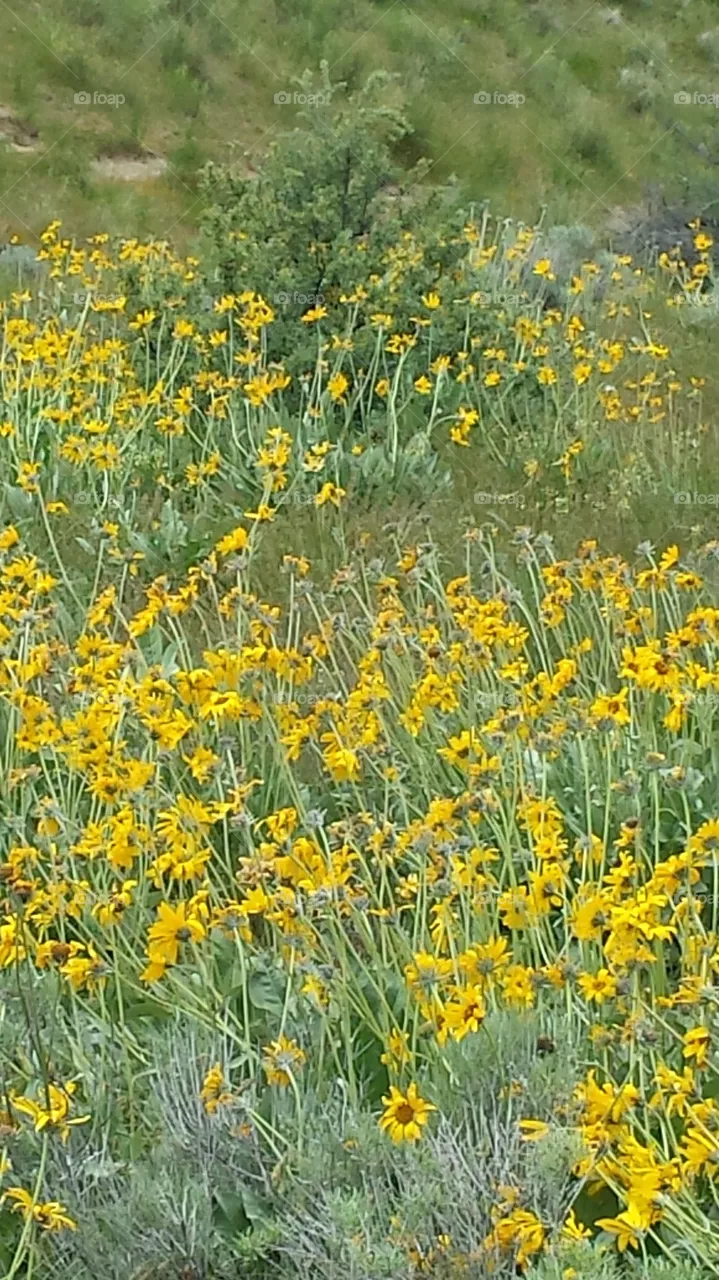 Daisies