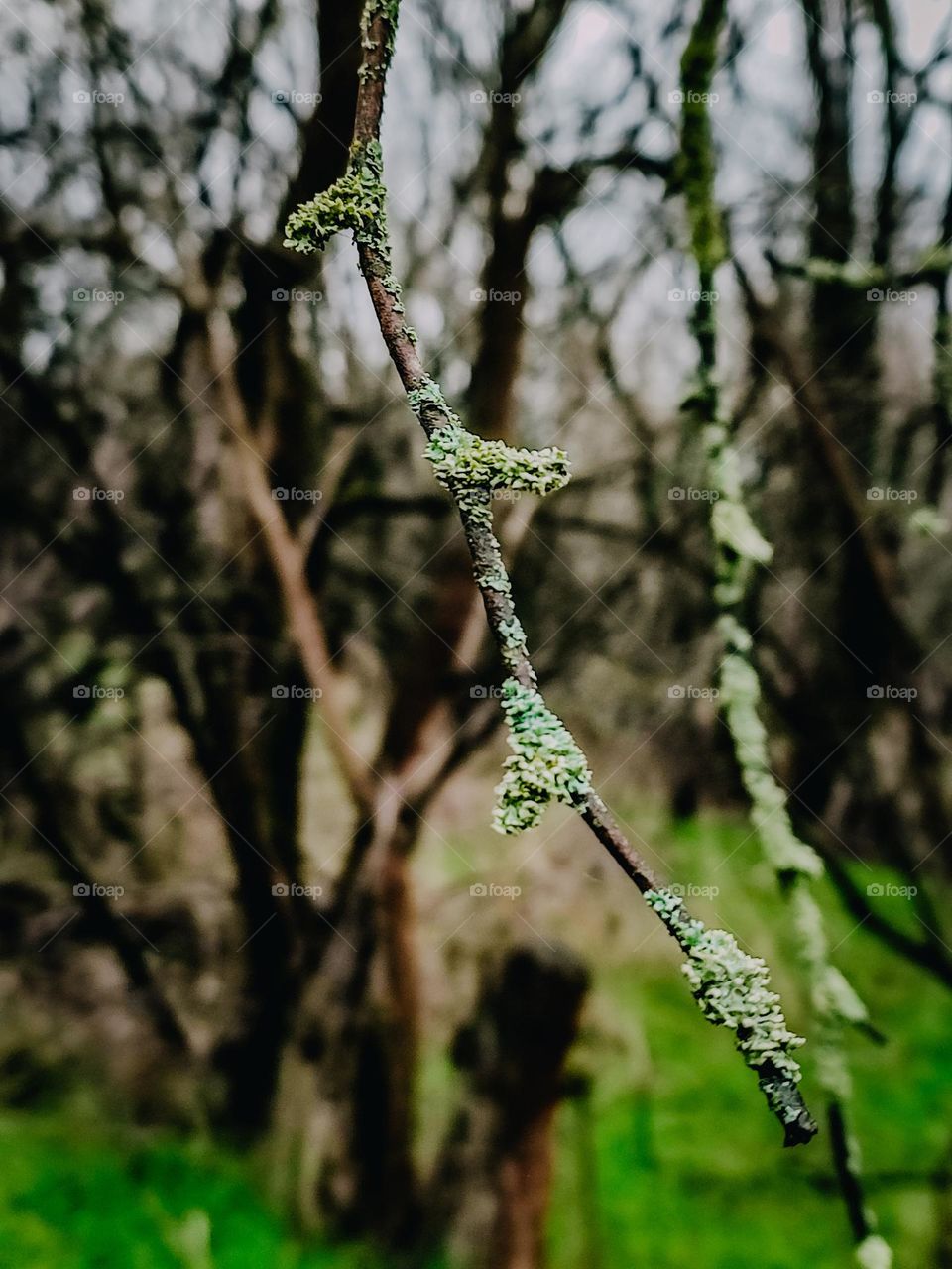 Tree branches covered with green lichen in autumn forest, nature details, outdoors
