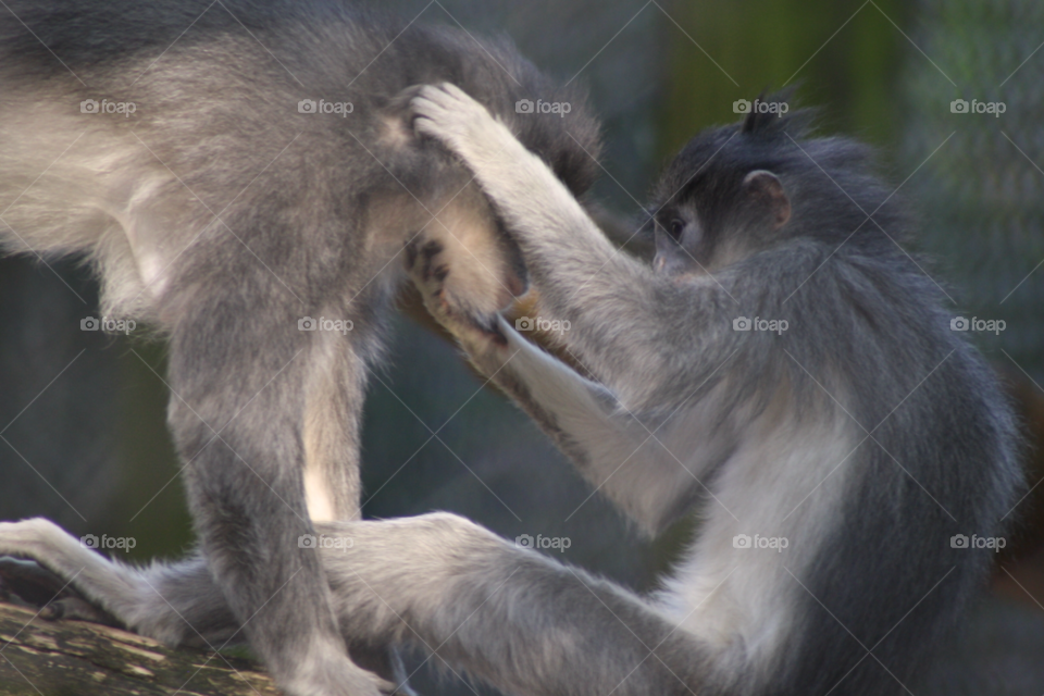 zoo monkey by leonbritton123