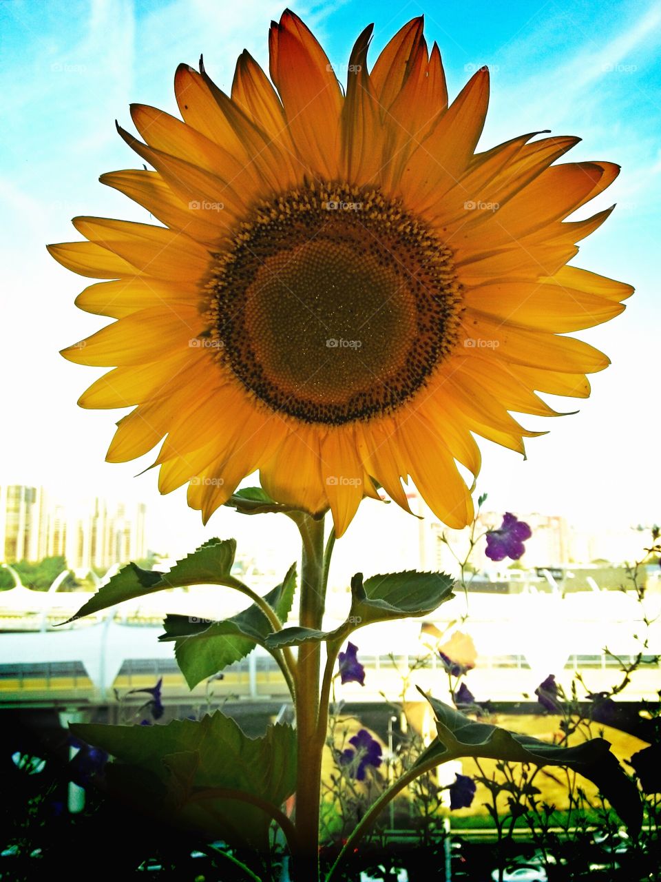 Sunflower