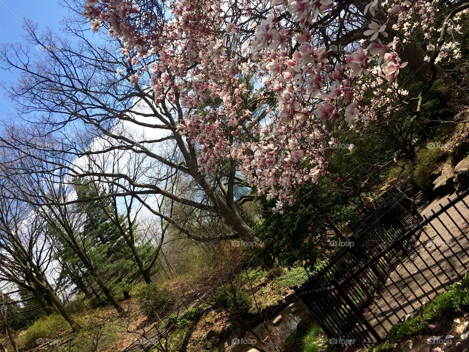 Spring in Toronto 