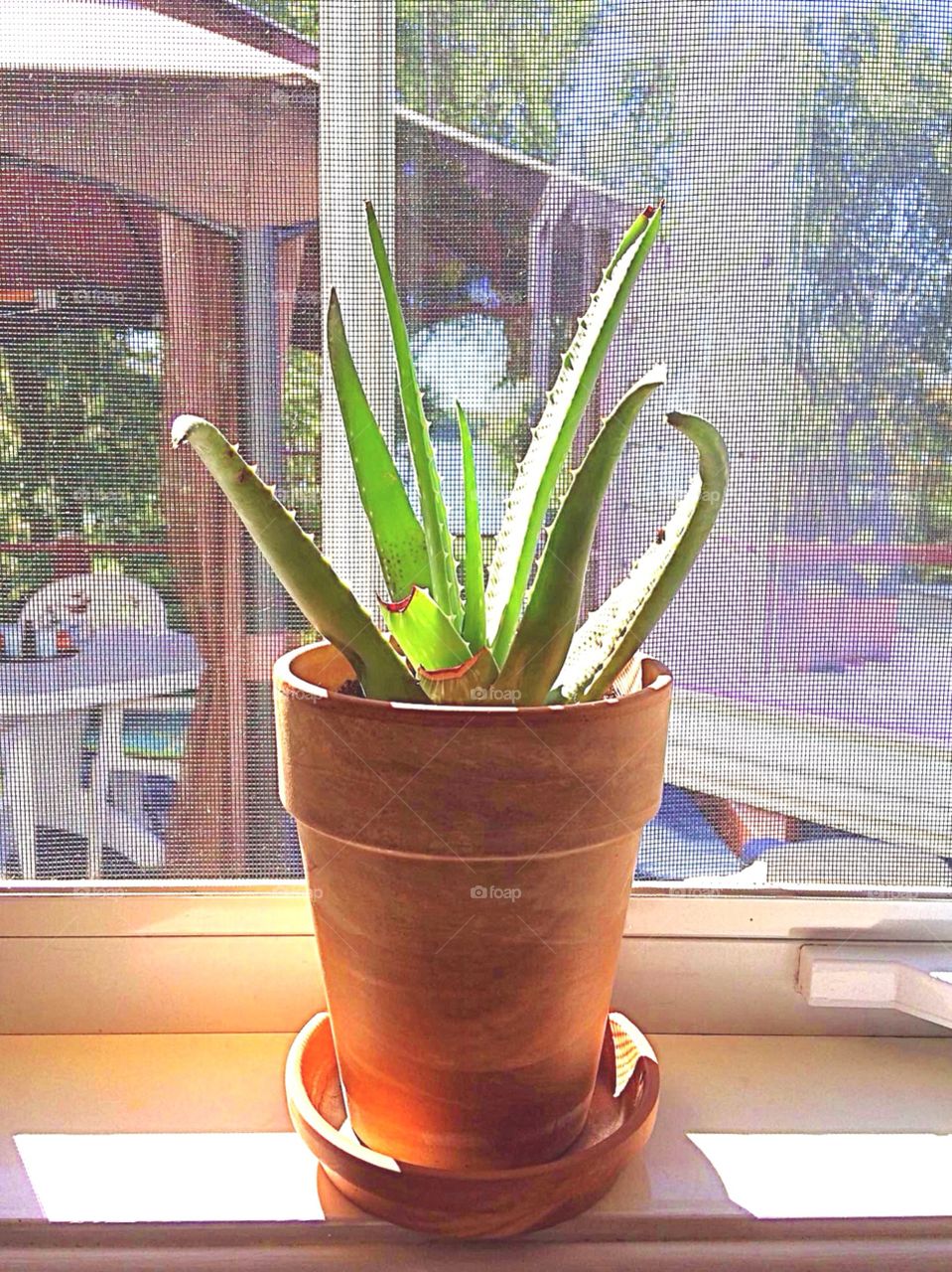 Aloe Vera Plant on window ledge in terracotta pot
