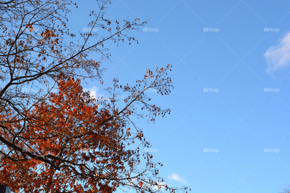 Autumn trees