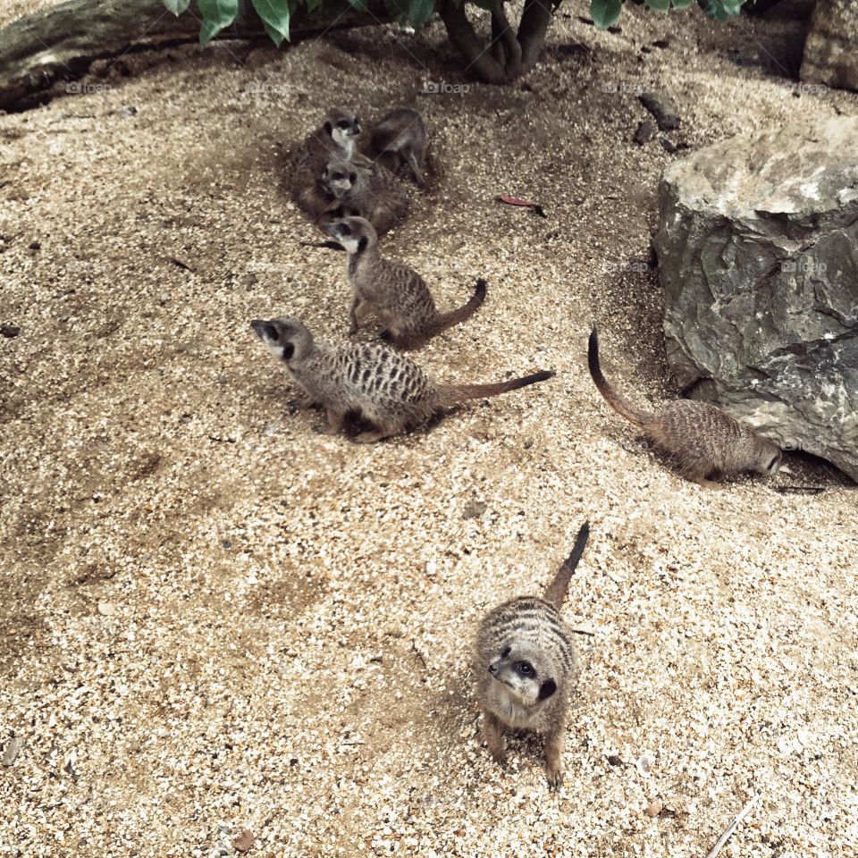 Meerkat family 