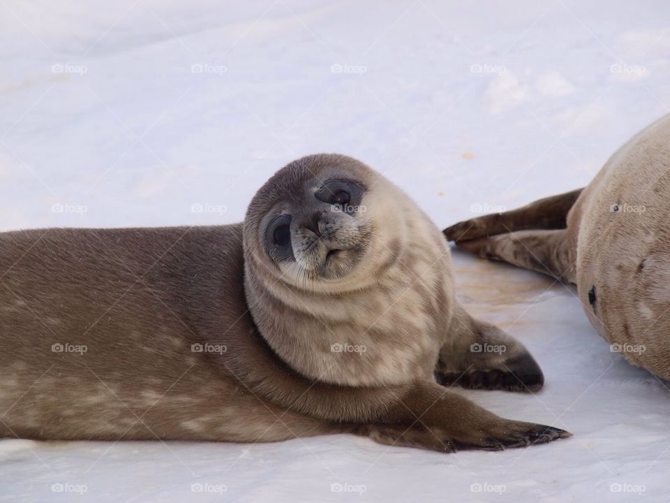Seal rescue survivor