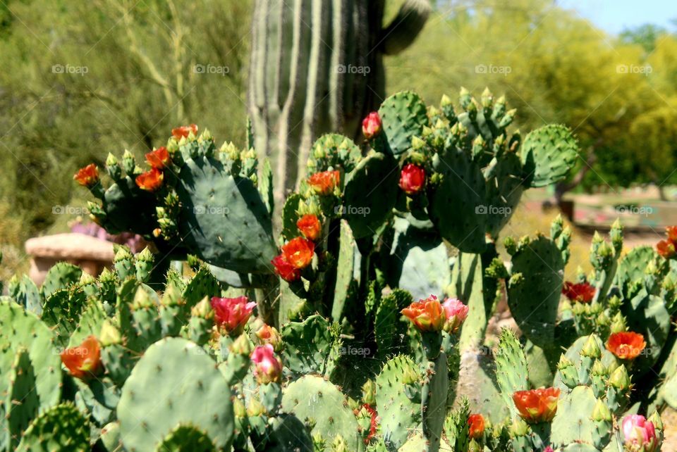 Flowering Prickly Pear Cactus in Spring