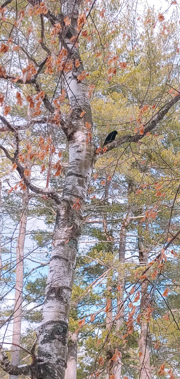 Bird on a Birch!