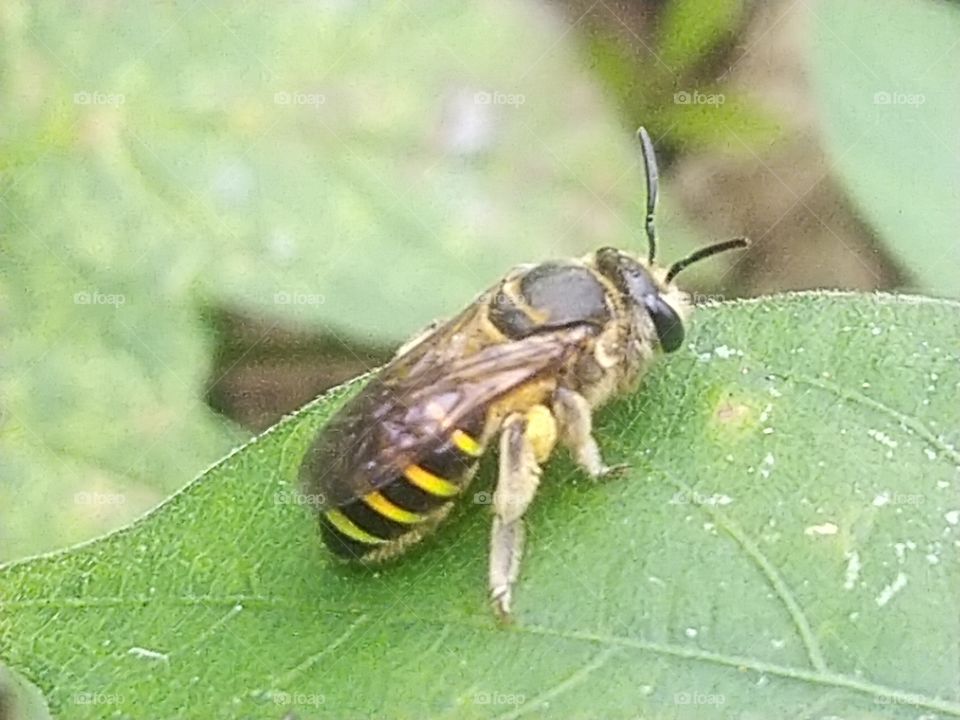 Alkaline bees perched on green leaves