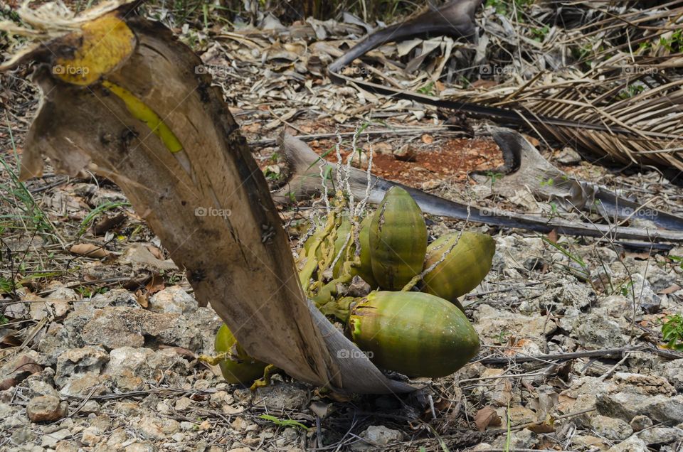 Bunch Of Coconuts