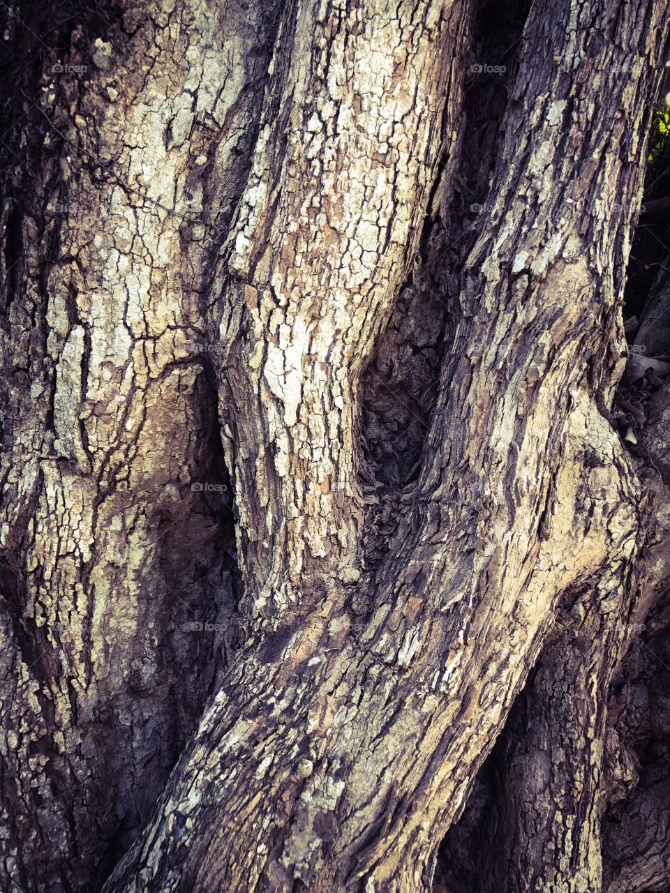 Big tree with bark texture