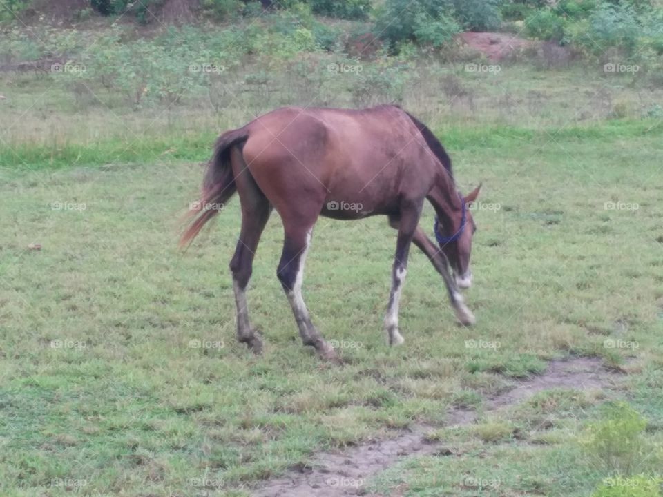 A very beautiful horse, which is feeding grass in the field.