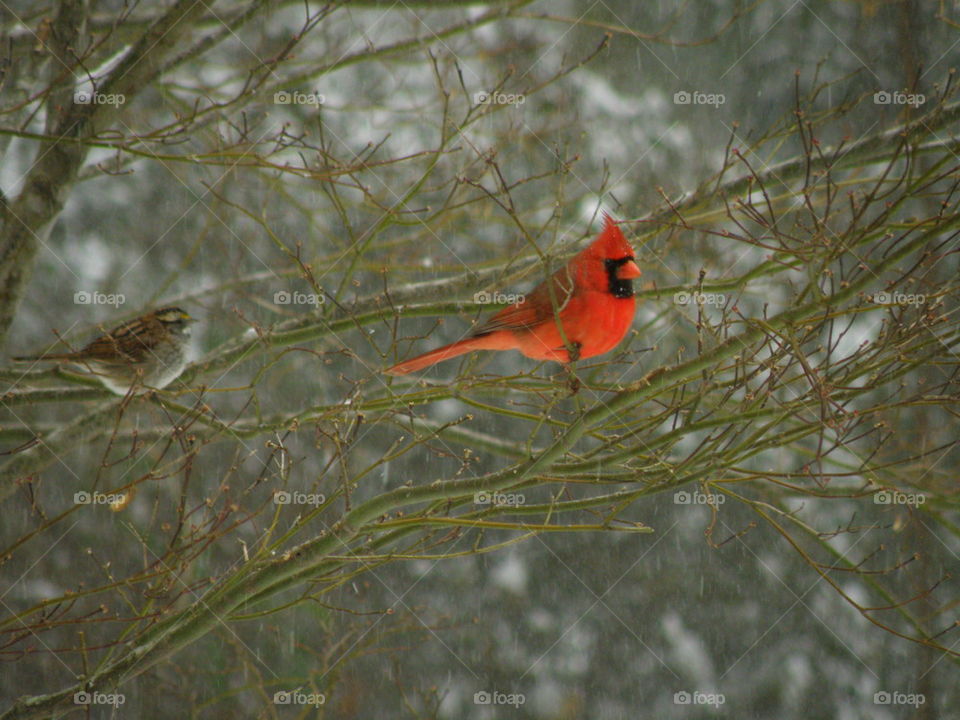 Winter Cardinal