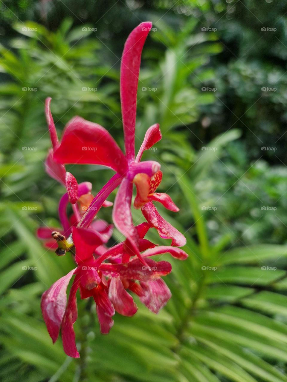 red flower