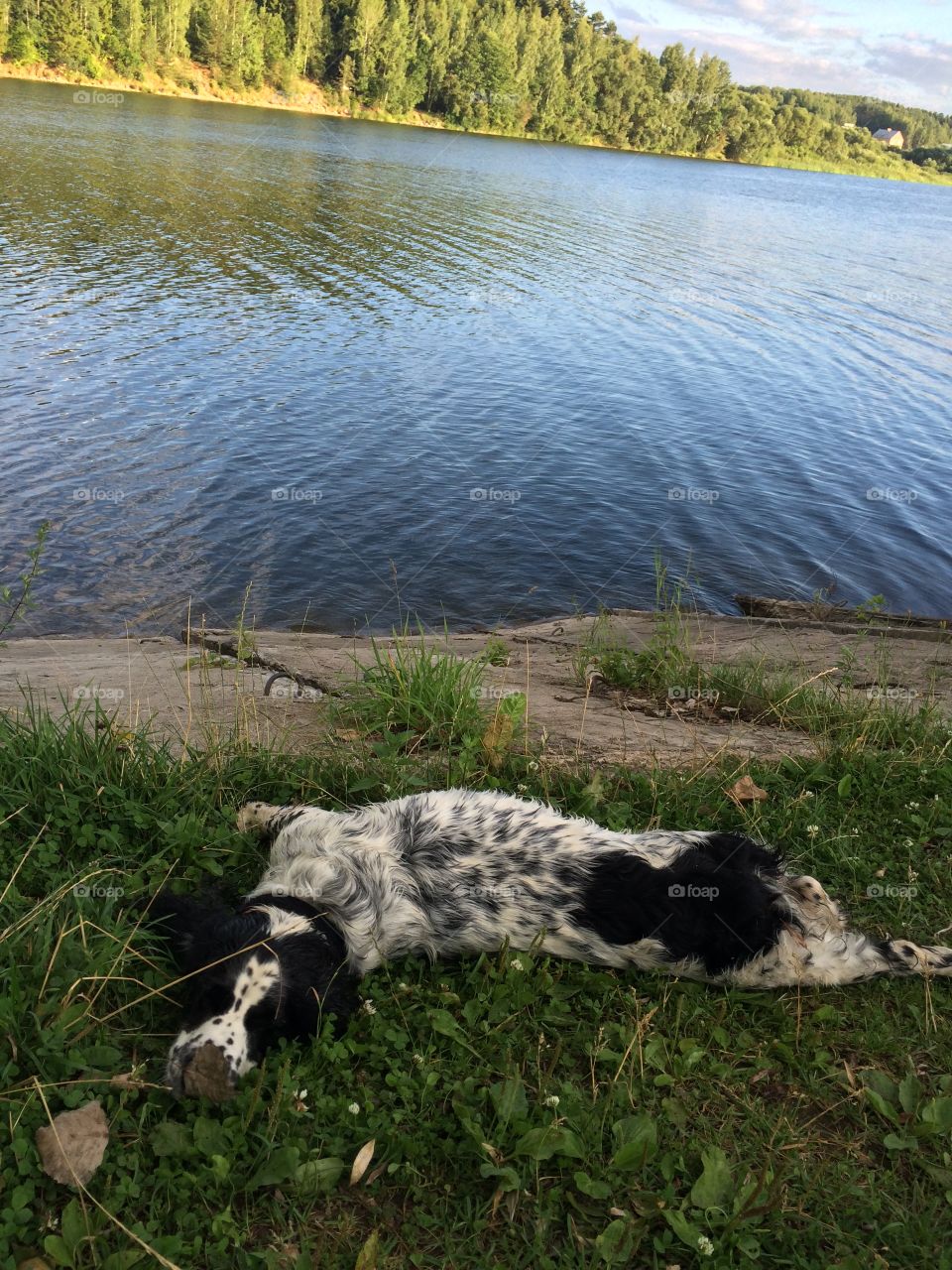 Lazy dog. Spaniel is lying on the riverbank