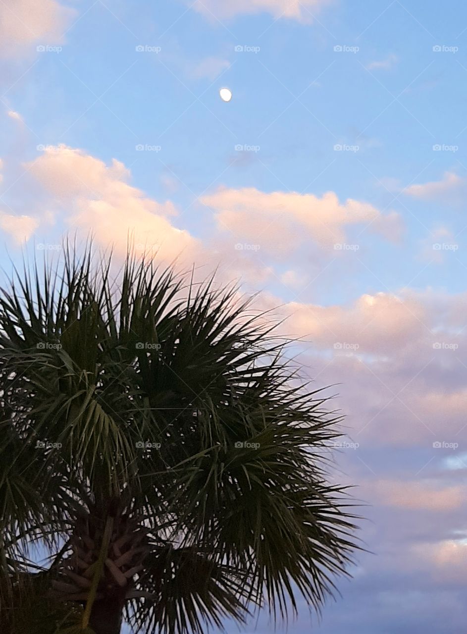 Palm Moonrise