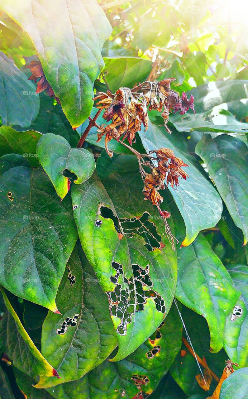 colors and shapes of nature