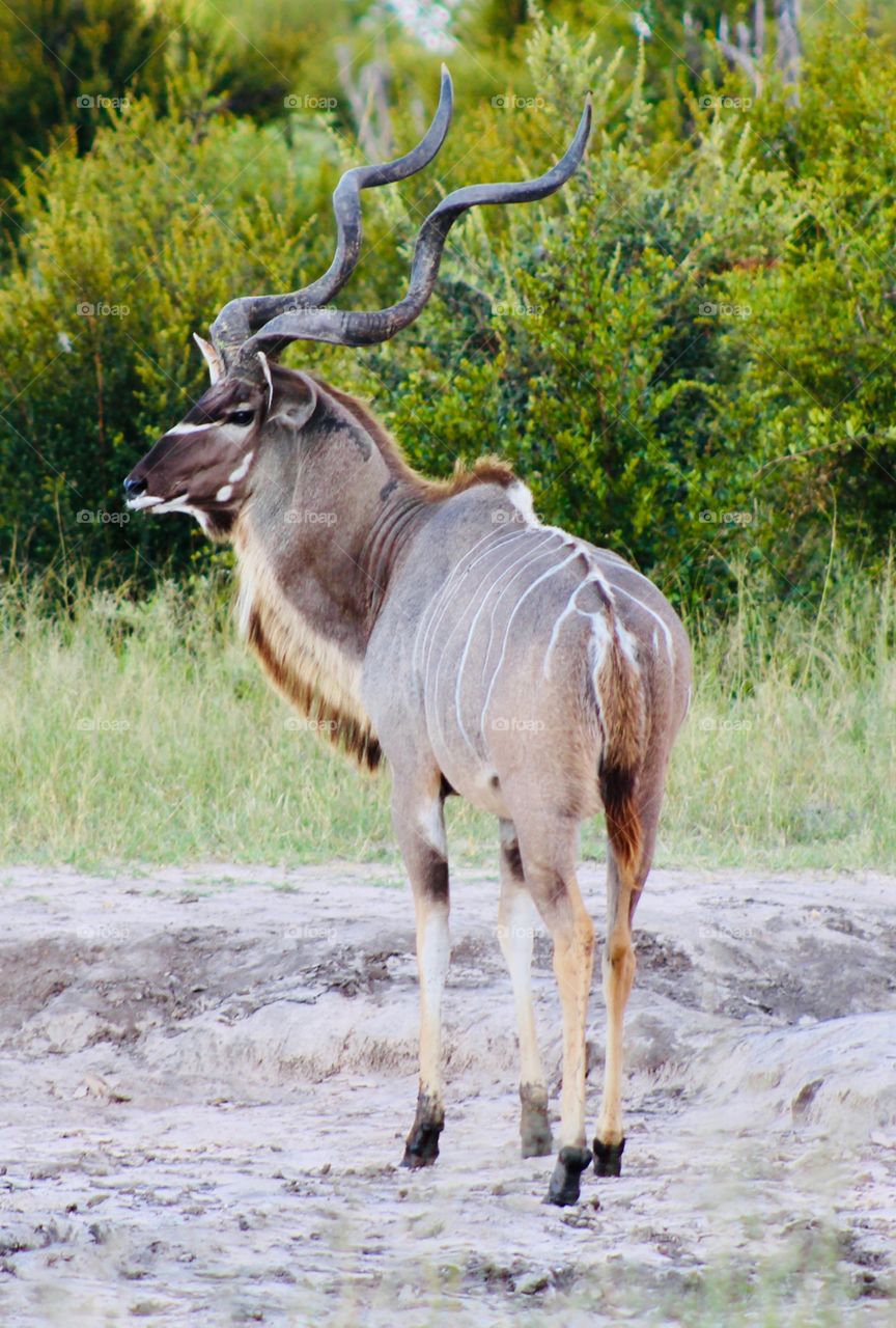 Greater Kudu Buck stands alert in Hwange, Zimbabwe. 