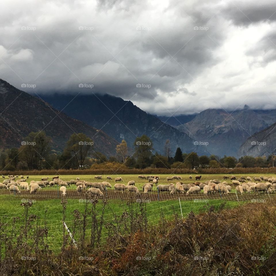 Grazing sheep in the valley