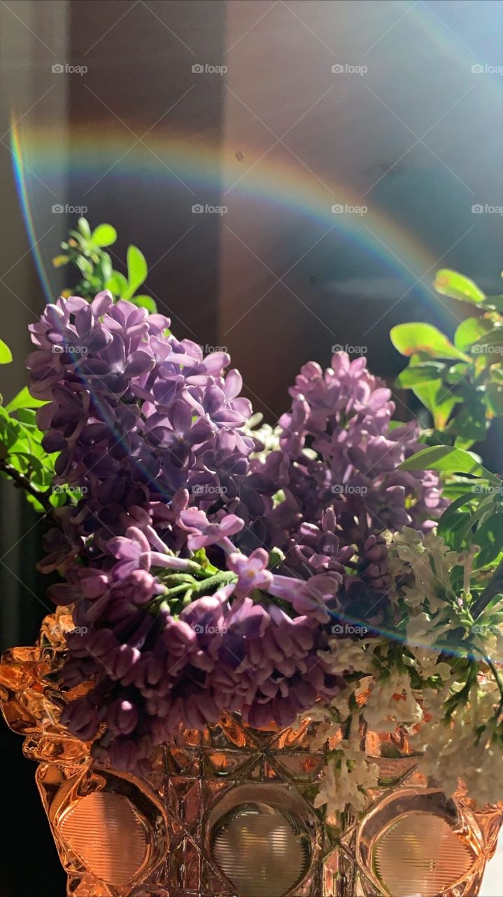 Nature, Flower, No Person, Leaf, Color