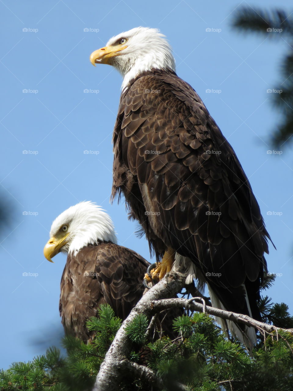 Bald eagles