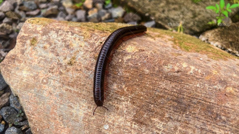 Portrait of a large, shiny black centipede with a red lower body in high angle view