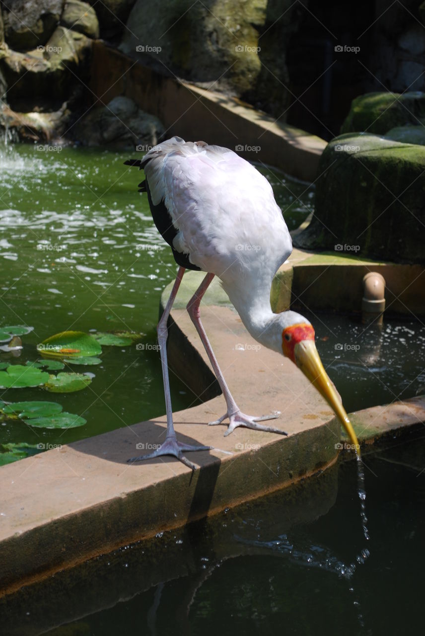 Bird Park Kuala Lumpur
