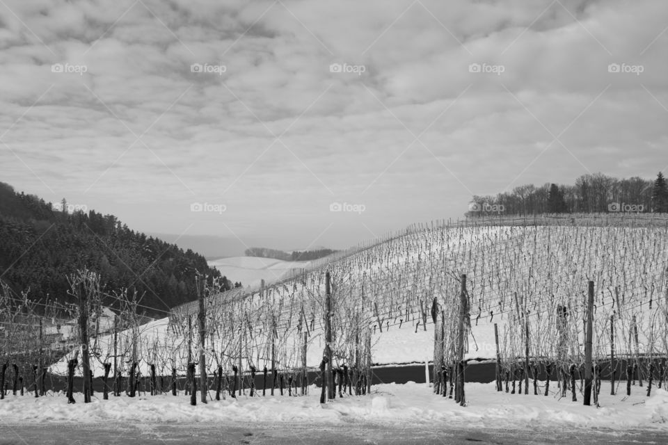 Snow, Winter, No Person, Tree, Landscape