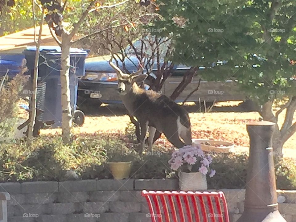 Front yard deer!