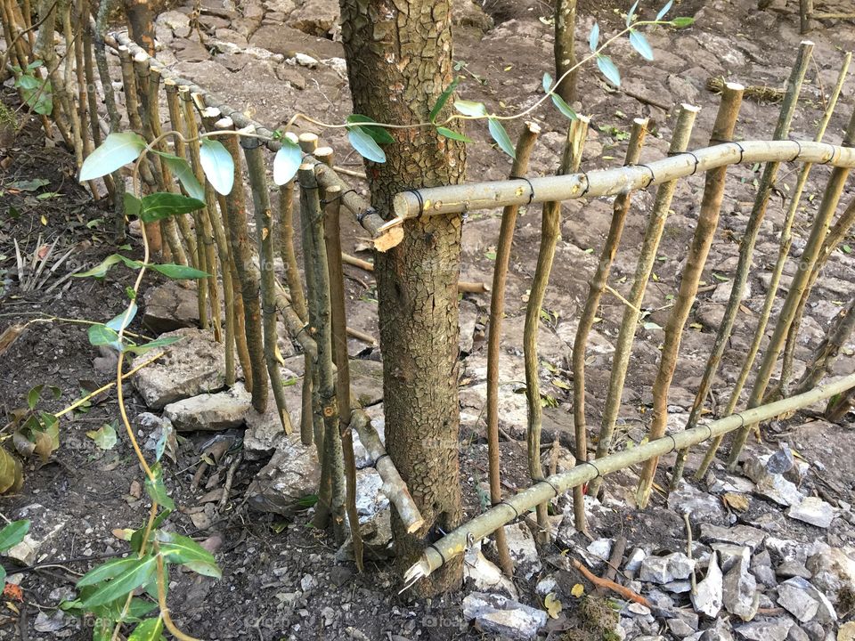 Wood, Nature, Tree, Environment, No Person