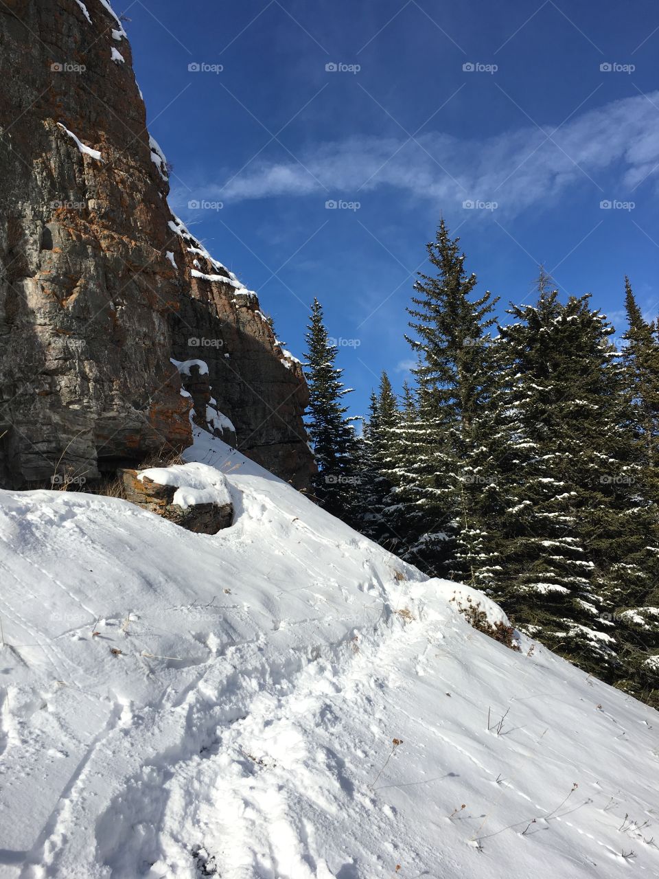The path to the trees