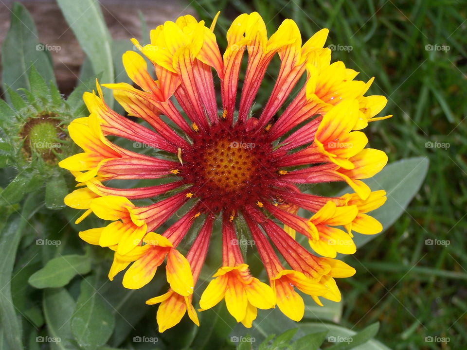 Flower Closeups