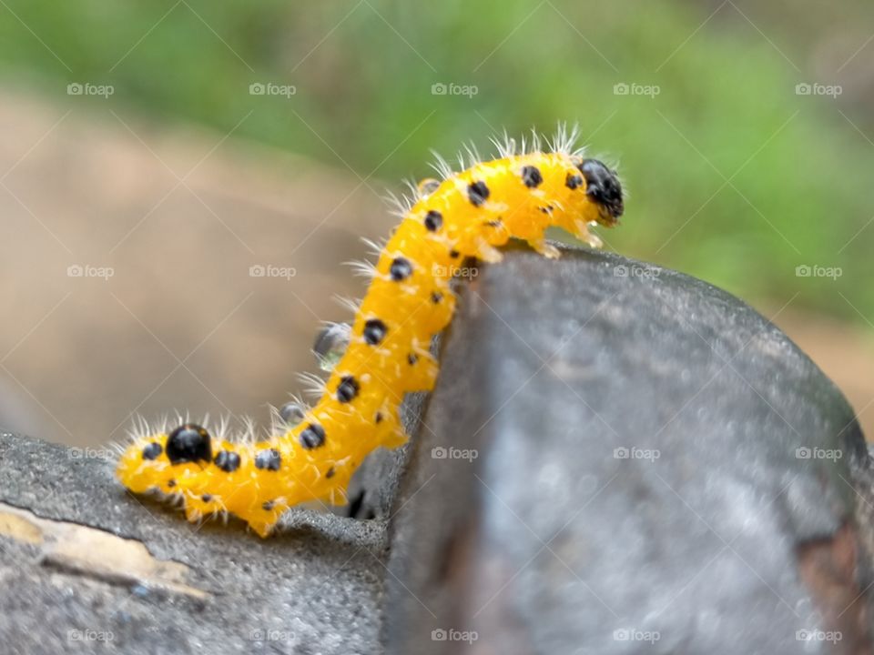 Caterpillar