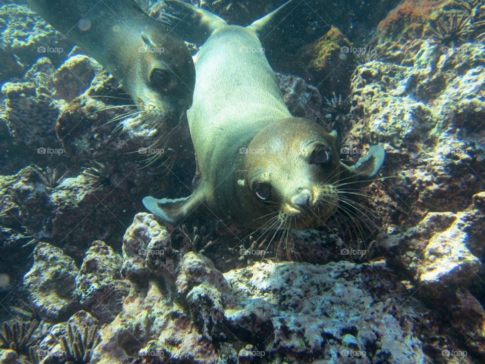 Underwater ballerina  - Galapagos Baby Seal 