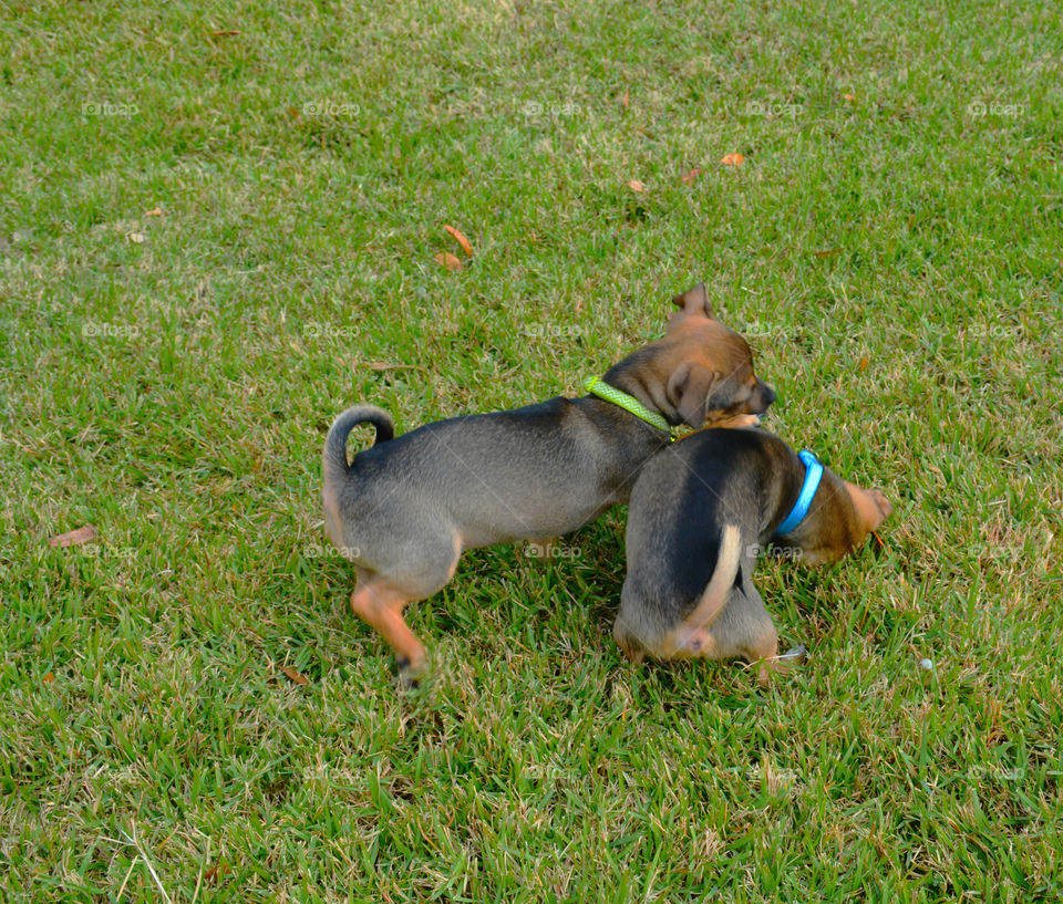 BABY ANIMALS: A baby animal can be a young cow to a dog or a baby chick! Most people consider a puppy a baby animal! Dogs are sometimes referred to as "man's best friend" because they are kept as domesticated pets and are usually loyal and like being around humans! 