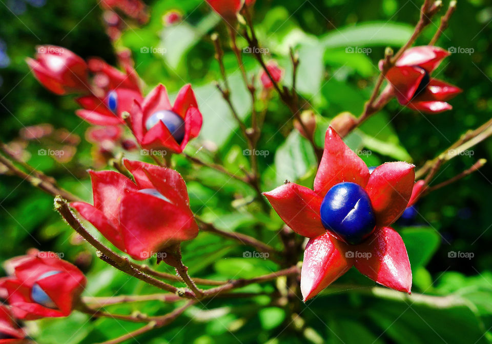 Red flowers, nature