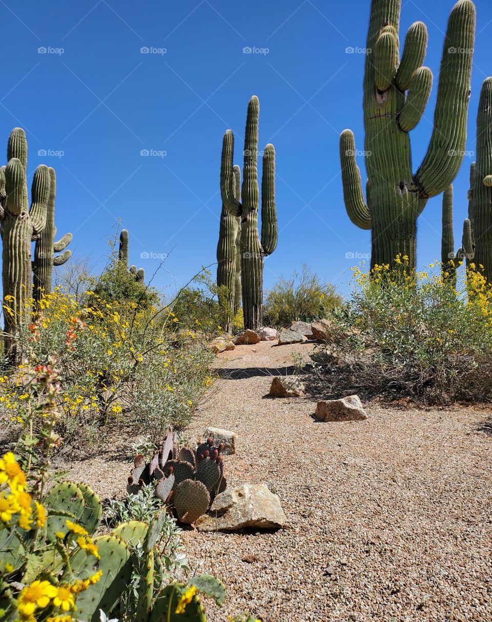 Unique Cactus of Sonoran Desert