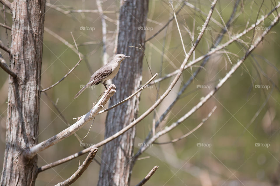 Bird, Nature, Wildlife, Tree, No Person