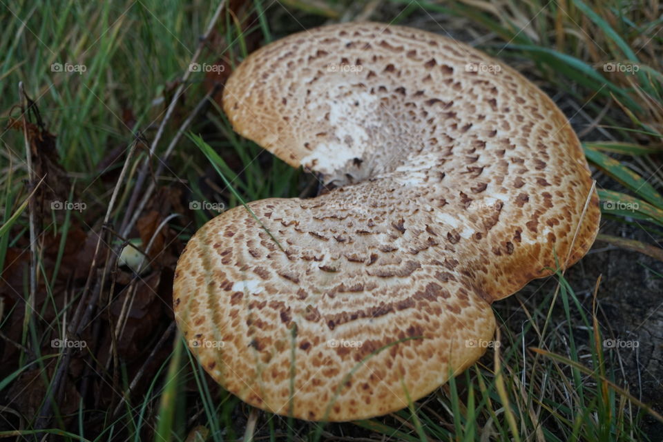 large fungus wild mushroom