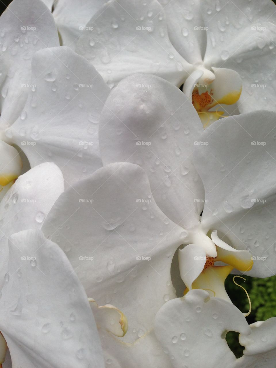 Close-up of white orchids