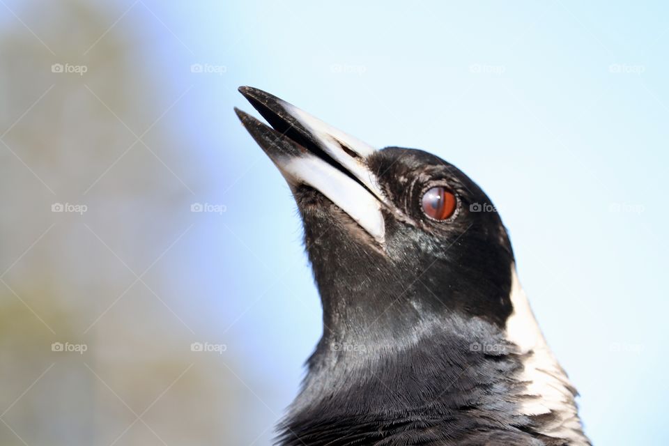 Magpie calling, close-up headshot profile detail