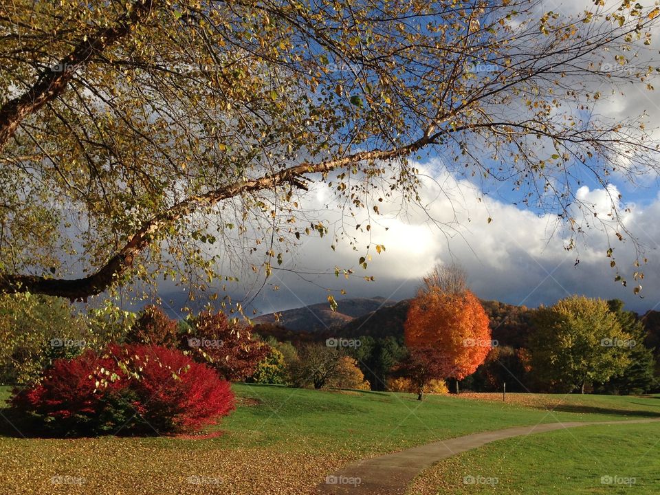 Beautiful view autumn trees near park
