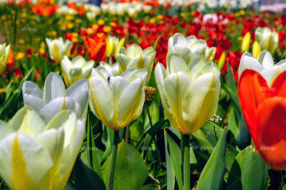 red, yellow, white ... colours of the springs