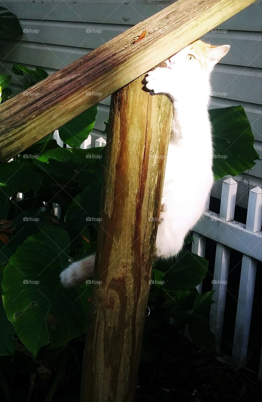 cute cat on pole